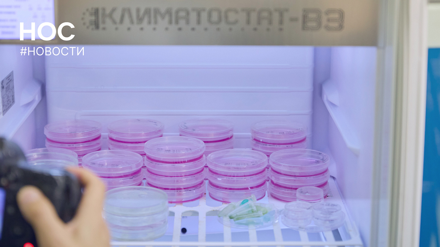 Описание изображения